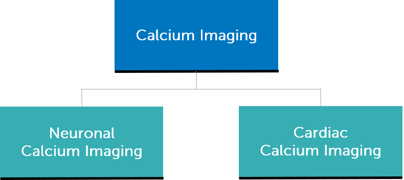 Advice On Choosing A Camera For Calcium Imaging_image_1.png