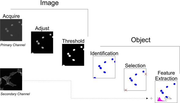 Analysis Programs For High Content Imaging image1.png