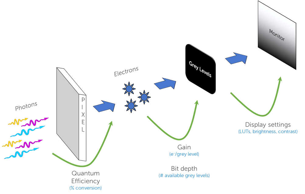 Bit Depth, Full Well, and Dynamic Range_images-1.png
