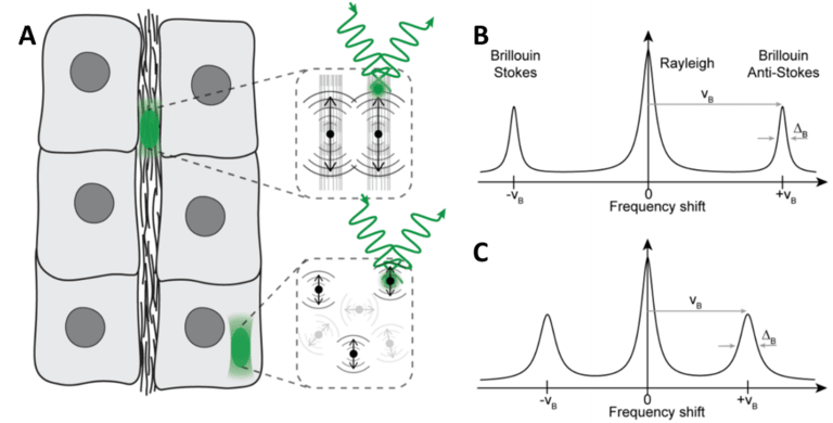 Brillouin Microscopy_images-1.png