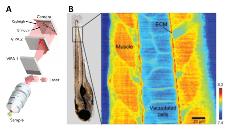 Brillouin Microscopy_images-5.png