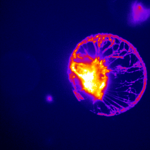 Calcium Imaging and Electrophysiology image-1.png