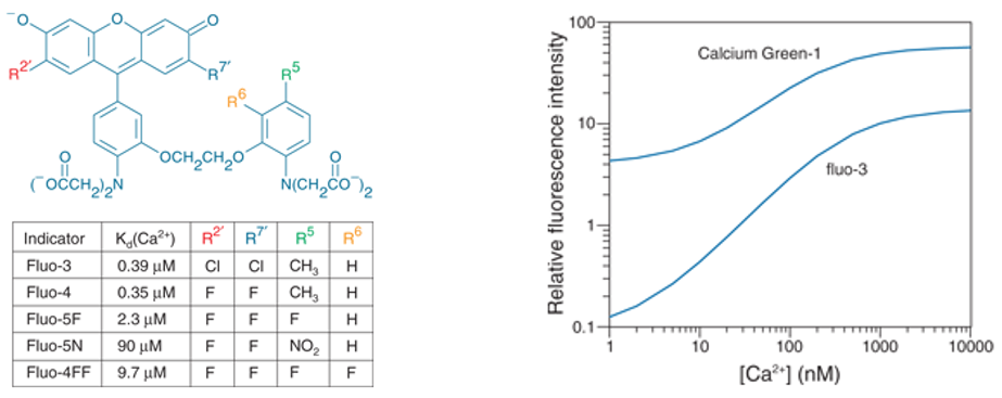 Calcium Imaging_Ca2+_image_2.png