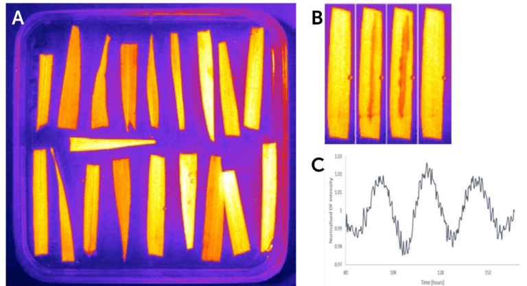 Delayed Fluorescence Imaging_image_01.png