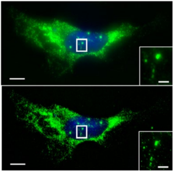 Expansion_RNA (1).png