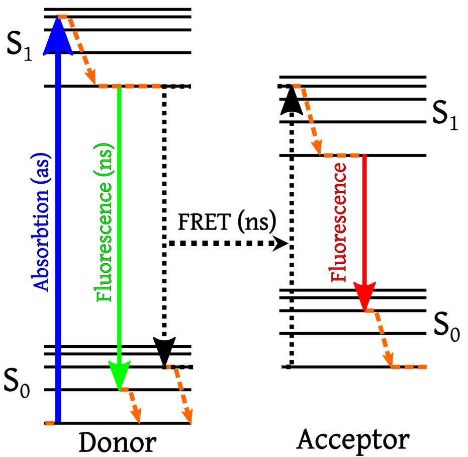 Förster Resonance Energy Transfer (FRET)_images-1.png