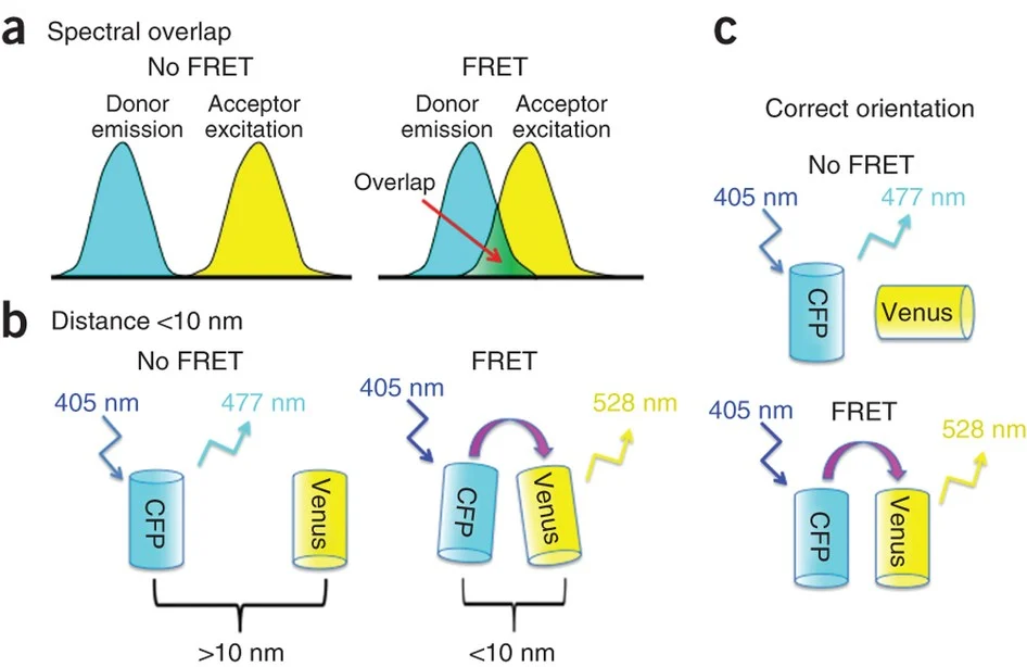 Förster Resonance Energy Transfer (FRET)_images-2.png