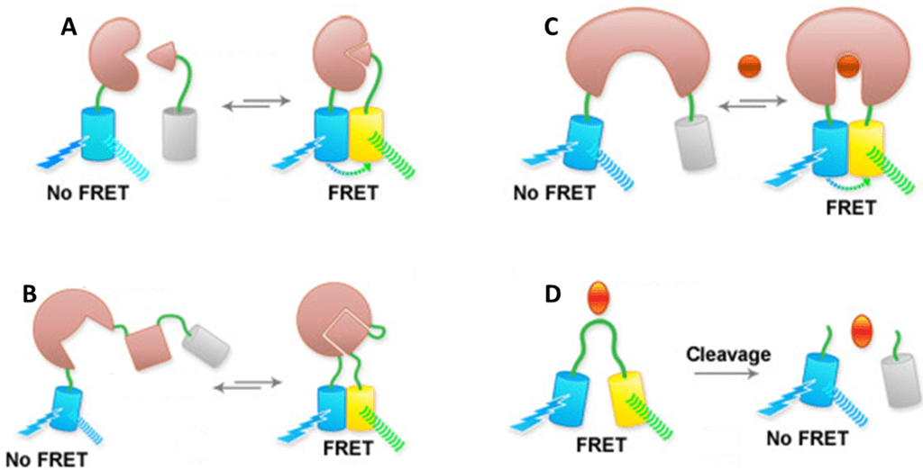 Förster Resonance Energy Transfer (FRET)_images-3.png