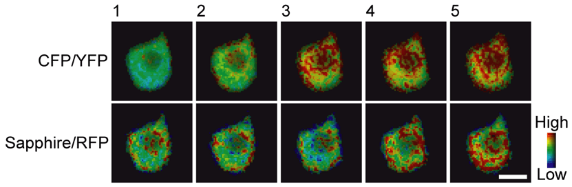 Förster Resonance Energy Transfer (FRET)_images-4.png