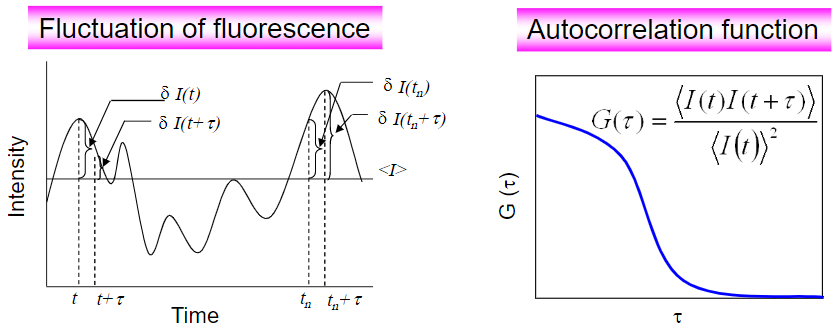 Fluorescence Correlation Spectroscopy (FCS)_images-3.png