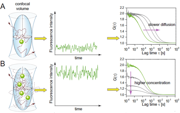 Fluorescence Correlation Spectroscopy (FCS)_images-4 (1).png