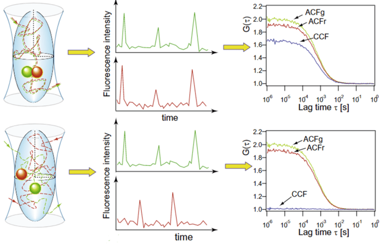 Fluorescence Correlation Spectroscopy (FCS)_images-5 (1).png