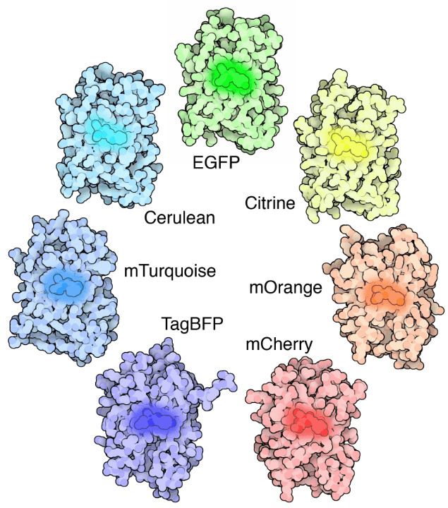 Fluorescence Imaging_image-01.png