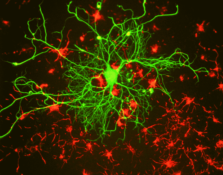 Fluorescence Imaging_image_03.png