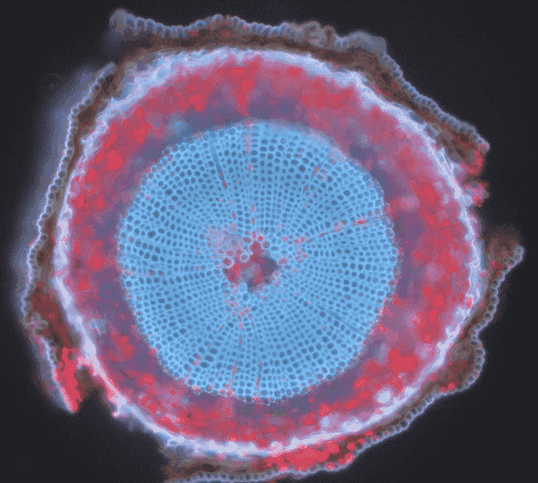 Fluorescence Imaging_image_05.png