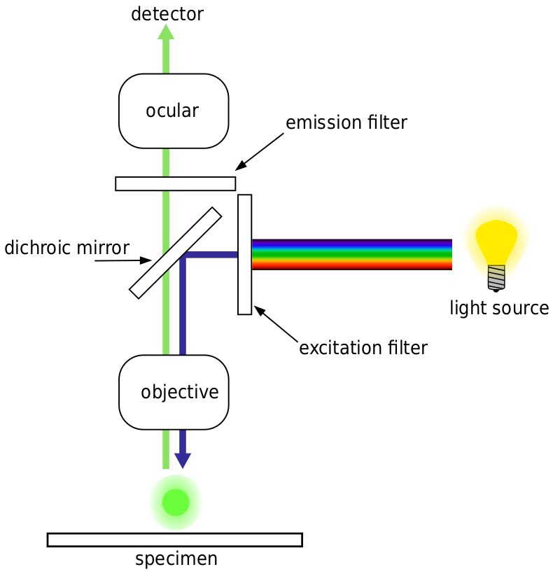 Fluorescence Imaging_image_4.png