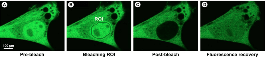 Fluorescence Recovery After Photobleaching (FRAP)_images-2.png