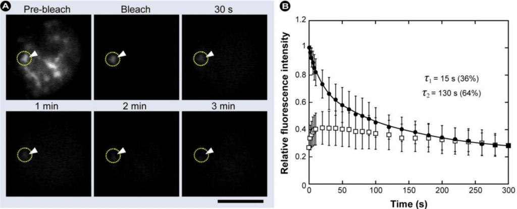 Fluorescence Recovery After Photobleaching (FRAP)_images-3.png