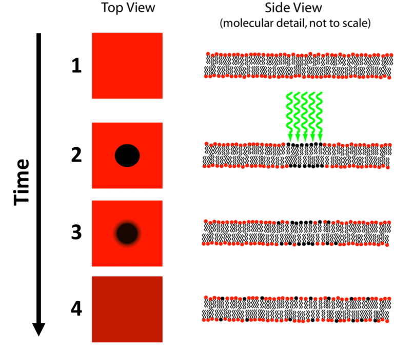 Fluorescence Recovery After Photobleaching (FRAP)_images_1.png