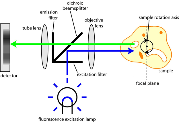 Fluorescent Optical Projection Tomography_images-2.png