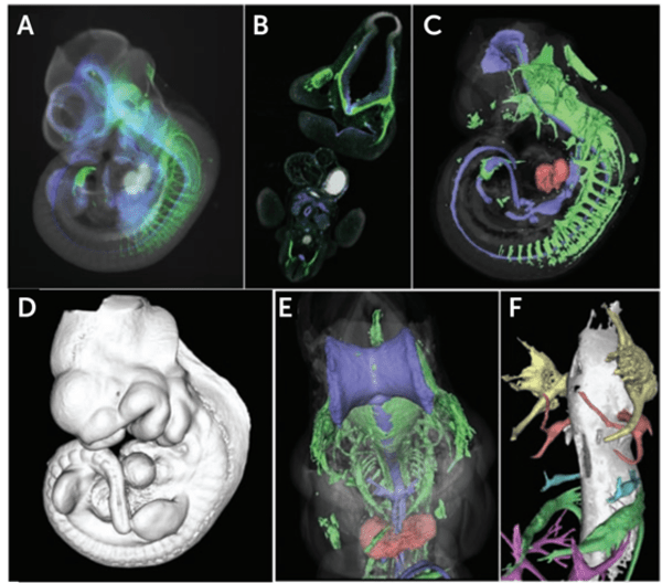 Fluorescent Optical Projection Tomography_images-3.png