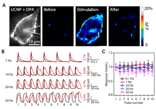 FRET Voltage Imaging-image_1.png