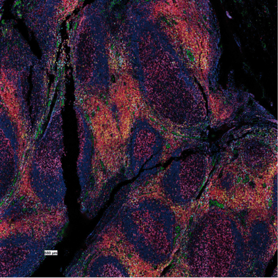 High Content Multiplex Fluorescence image-1.png