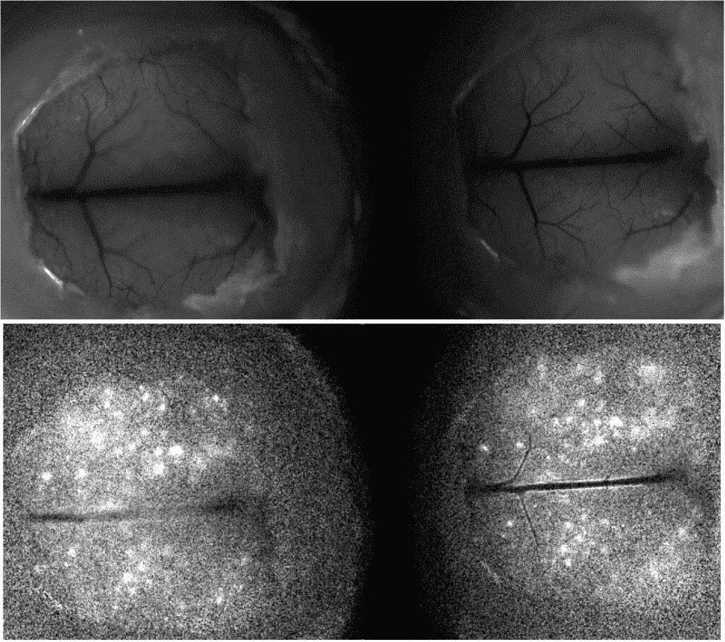 High-Speed Optogenetics_image_1.png