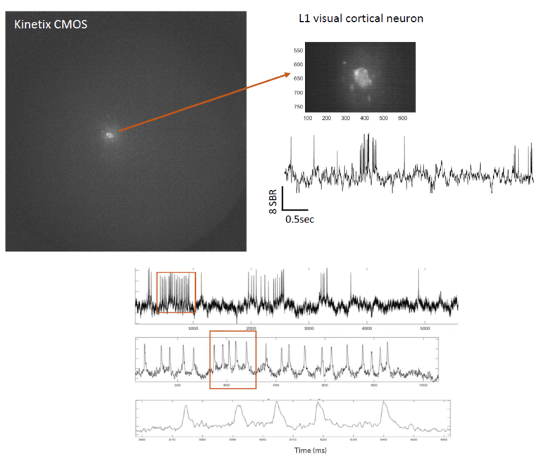 High-Speed Voltage Imaging_image_01.png