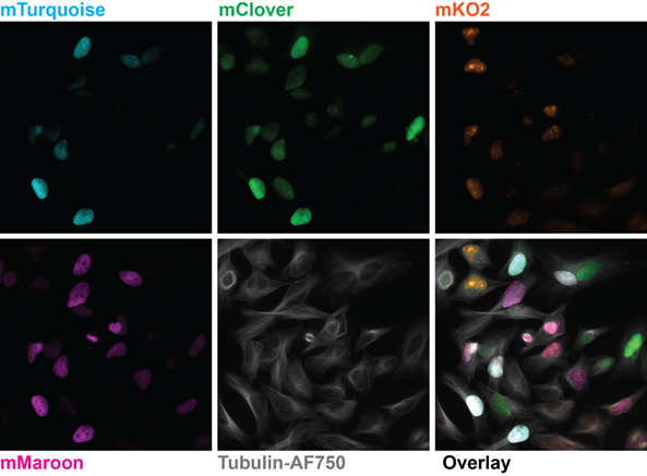 High-Throughput Spinning Disk Confocal.png