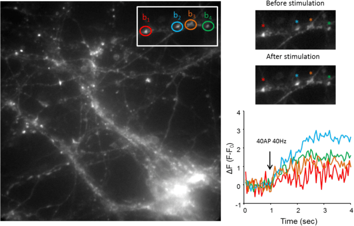 Imaging Neurotransmitter Release.png