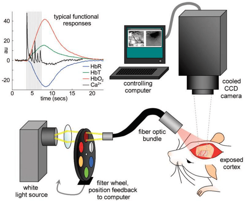 Intrinsic Signal Optical Imaging_image_01.png