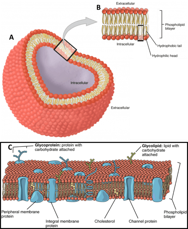 Introduction To Electrophysiology_image_01.png