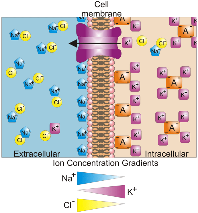 Introduction To Electrophysiology_image_02.png