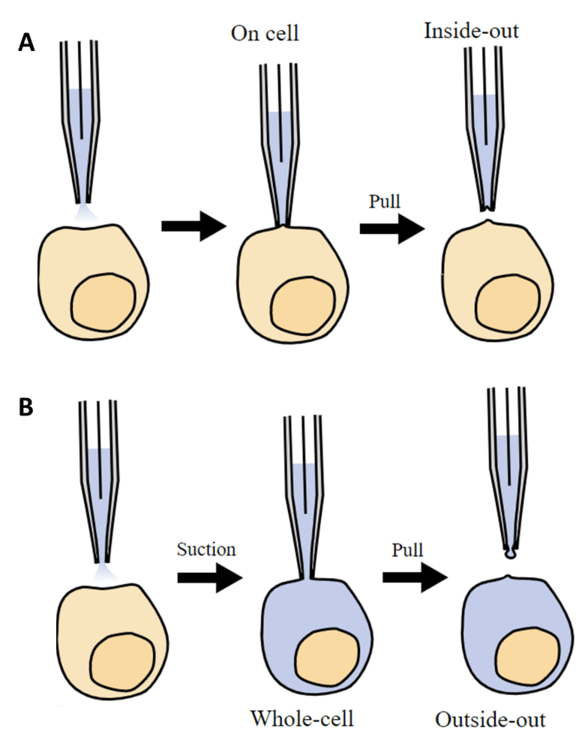 Introduction To Electrophysiology_image_04.png