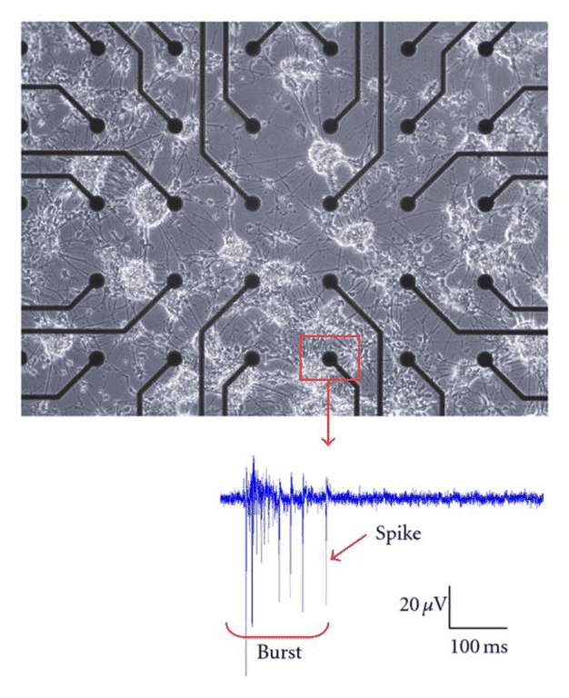 Introduction To Electrophysiology_image_05.png