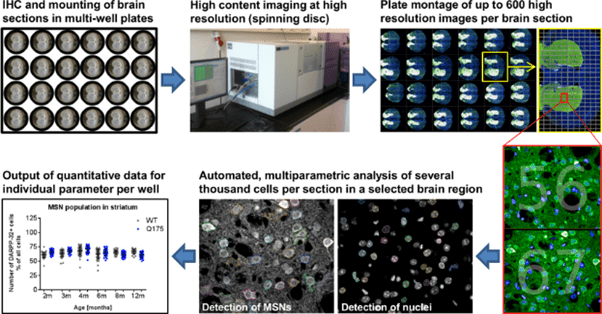 Introduction To High Content Imaging image-2.png