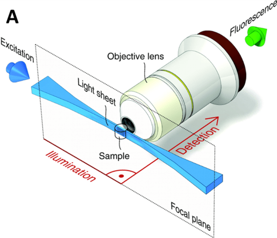 Introduction To Light Sheet Microscopy_images-3.png