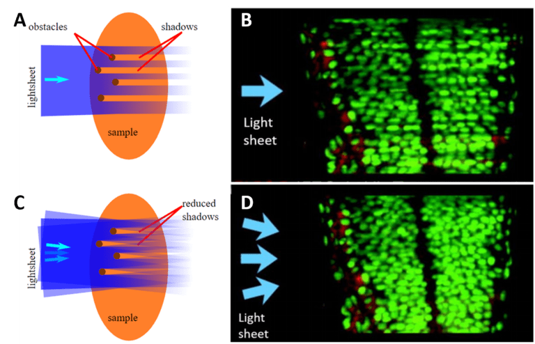 Introduction To Light Sheet Microscopy_images-7.png