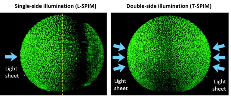 Introduction To Light Sheet Microscopy_images-9.png