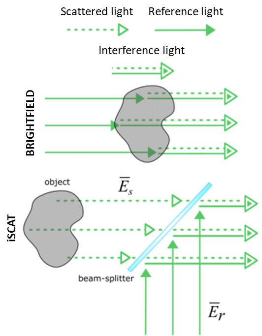 iSCAT Microscopy_images-2.jpg