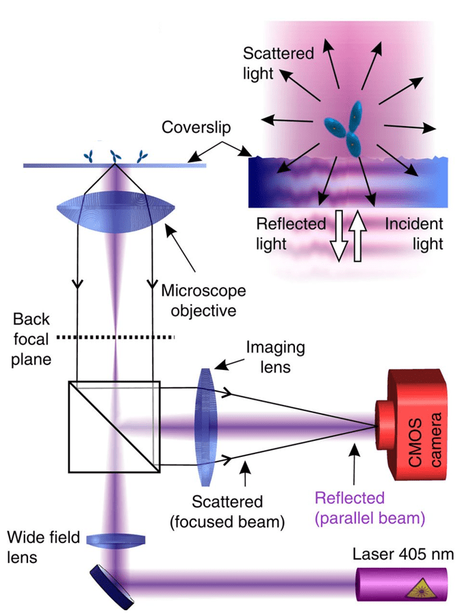 iSCAT Microscopy_images-3.png