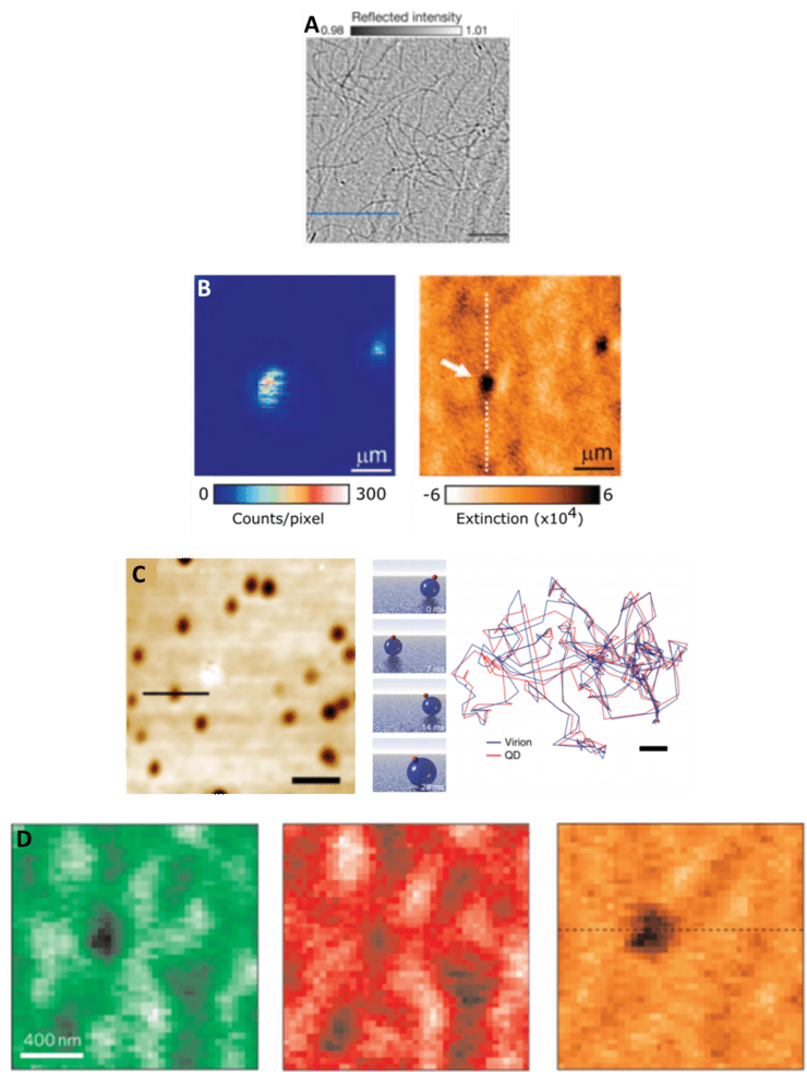 iSCAT Microscopy_images-4.png