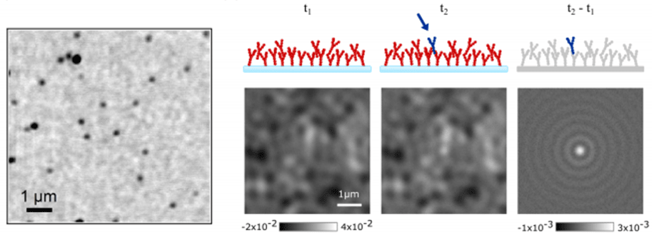 iSCAT Microscopy_images-5.png