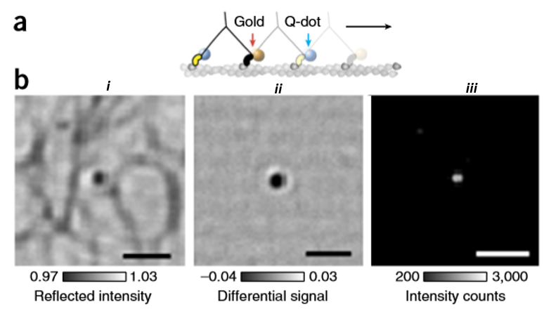 iSCAT Microscopy_images-6.jpg