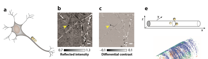 iSCAT Microscopy_images-7.jpg