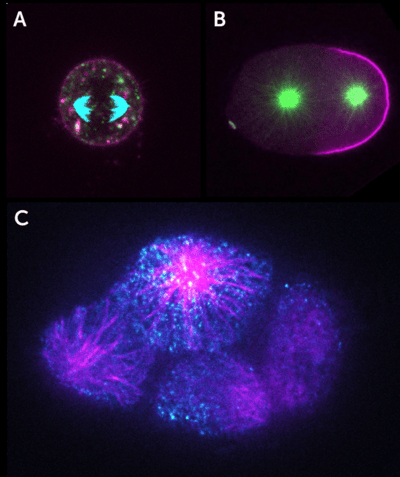 iSIM Live Cell Imaging image-1.png