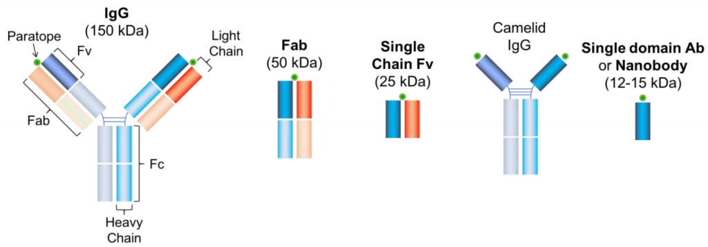 Antibodies-1-1024x358.png