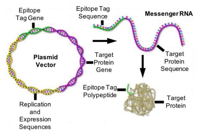 R Epitope-Tags.jpg