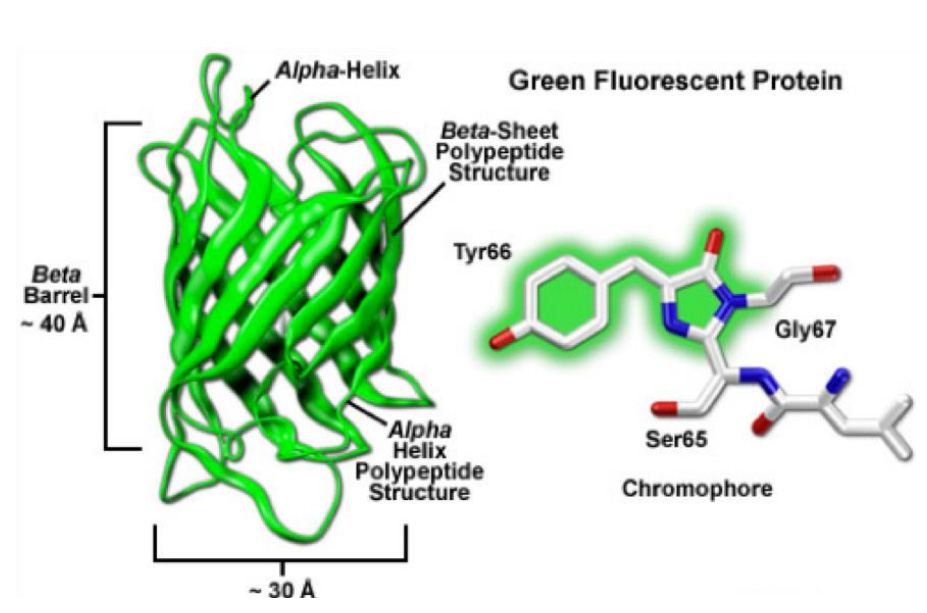 R GFP.jpg